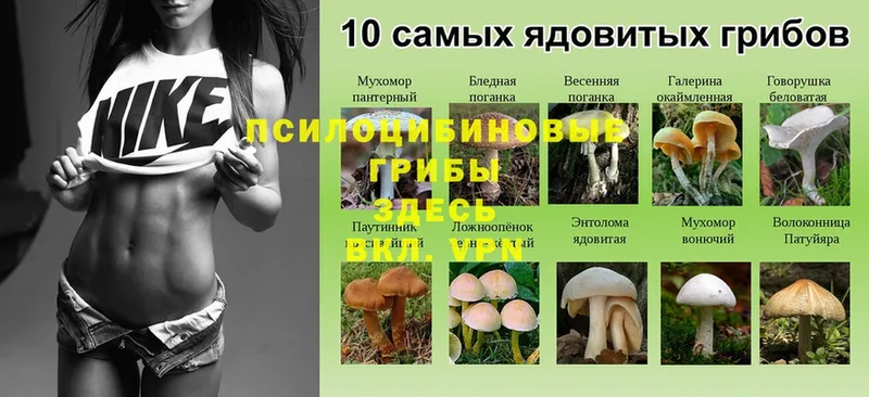 Псилоцибиновые грибы Magic Shrooms  закладки  Куса 